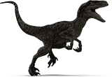 raptor