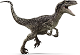 raptor