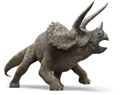 triceratops